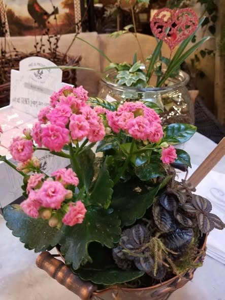 A potted pink kalanchoe and small plants arranged with gift cards on a display table
