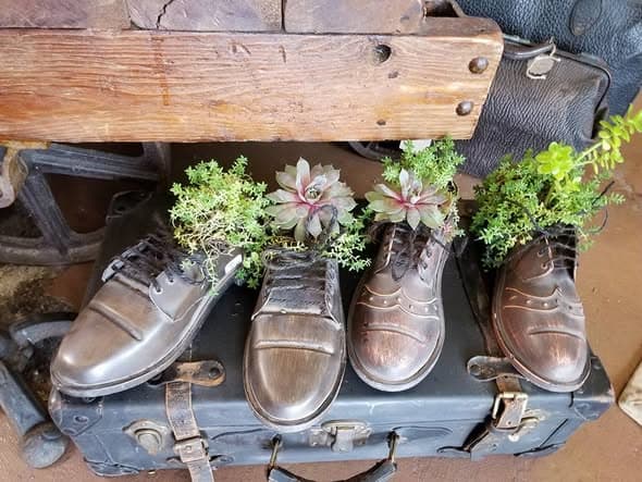 Vintage leather shoes planted with succulents, arranged on an old travel trunk